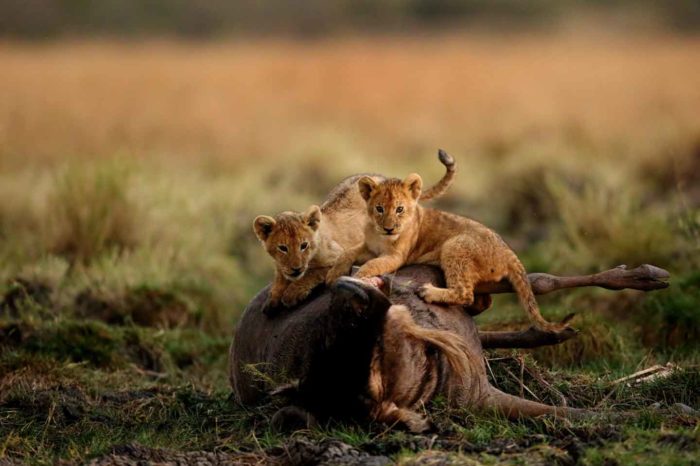 Wildlife Safaris