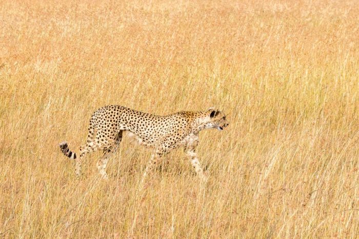 6 Days Northern Tanzania Safari