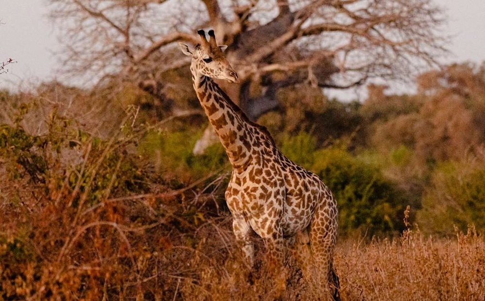 asilia-africa_usangu-expedition-camp_20232