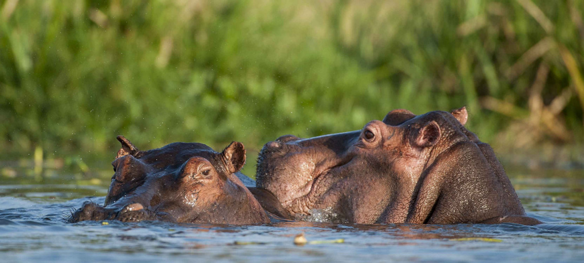 hippo